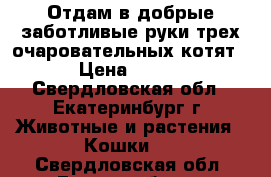 Отдам в добрые заботливые руки трех очаровательных котят › Цена ­ 100 - Свердловская обл., Екатеринбург г. Животные и растения » Кошки   . Свердловская обл.,Екатеринбург г.